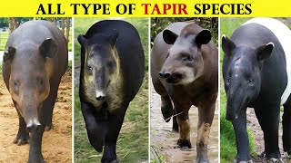 All Types Of Tapir in the World [upl. by Findlay]