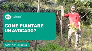 Come piantare un avocado  WOWnature [upl. by Emor]