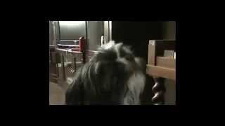 Dog Shih tzu says  I Love you  cute dog Pitou [upl. by Enelhtac]