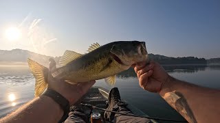 HOW TO fish a ned rig in super CLEAR water 🎣🥷monsterbass bassfishing fishing fish megabass [upl. by Dimitris263]