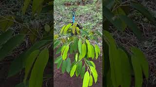 Planting a Durian Tree Grow Your Own Fruit [upl. by Htiekal314]