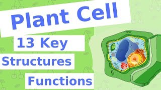 TURGIDITY and PLASMOLYSIS Transport in Plants Class 11 Biology NEET [upl. by Maure]