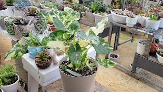 Cómo Cuidar la Alocasia variedad  Por esta razón no se ponía linda mi alocacia variegada [upl. by Virgina269]