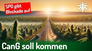 SPD gibt Blockade auf CanG soll kommen  DHVNews  409 [upl. by Yoc]