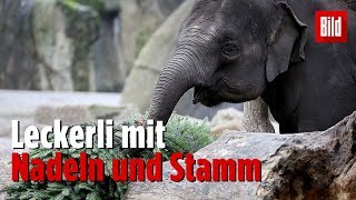 Kölner Elefanten essen 300 Tannenbäume [upl. by Nivrae]