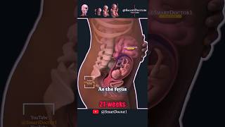 19 Seconds of Amazement Incredible Fetal Development💞 [upl. by Imer]