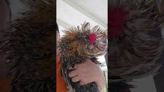 Treating Stargazer or Wry Neck in Chickens [upl. by Gronseth]