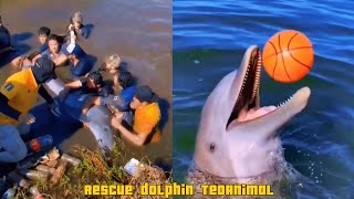 Rescue dolphin stranded in freshwater lake [upl. by Merlin42]