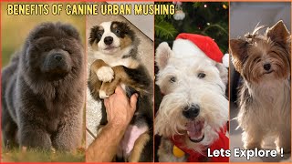 Understanding and Managing Impulse Control in Dogs  V199  Dogs  Dog  Cute Dog  Canine  Puppy [upl. by Nyrem]