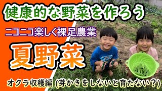 3 オクラの収穫と芽かき【目指せ３００本収穫】【子供と育てる夏野菜】【子供の育て方】【自給自足を学ぼう】【家庭菜園を始めよう】【僕の生きる道】 [upl. by Allare]