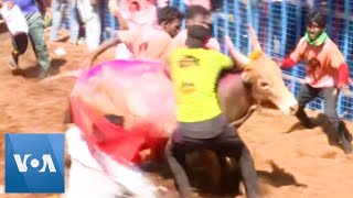 One Dead in Southern India’s Traditional BullTaming Festival [upl. by Ellehcar537]