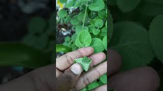 கற்பூரவல்லி  Mexican Mint mint herbal remedies village life medical food [upl. by Chadwick51]