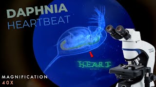 How to watch Daphnia heartbeat  Daphnia magna heart beat video [upl. by Sulokcin]