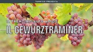 Le caratteristiche del Gewürztraminer e degli altri vitigni di montagna  Tannico Flying School [upl. by Raimes]