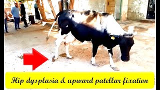 🐄 Hip dysplasia amp upward patellar fixation in a cow 🐄 [upl. by Adamsen]