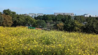 1022昭和記念公園の想い出。秋の風鈴。9491341 [upl. by Wilsey]