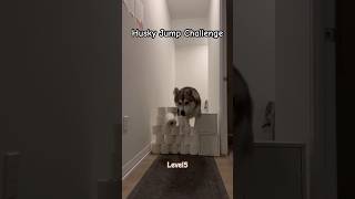 What Happens if Husky Takes on a Jumping Challenge [upl. by Liba]