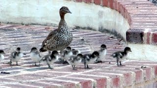 Baby Steps 13 Ducklings tackle the stairs Cute ducklings following mother [upl. by Ynattib]