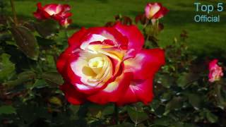 Top 5 Intensely Fragrant Roses To Plant In Your Garden [upl. by Aro526]