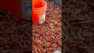 California crawfish 2024 🦞 crawfishboil crawfish crawdads fishing mudbugs louisiana lobsters [upl. by Aliza]