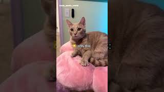 Orange Cats Being CUTE 🐈  Funny Cat Compilations shorts cats catsoftiktok [upl. by Siuraj]