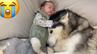 Husky Stops Baby Crying In The Cutest Way CUTEST VIDEO EVER [upl. by Sherj]