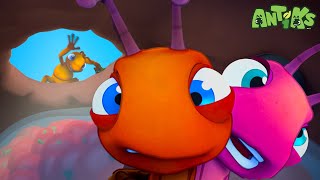 My Dear Cousin 🔴NEW EPISODE🔴 Funny Cartoons For The Family  Funny Videos for kids  ANTIKS 🐜🌿 [upl. by Meade598]