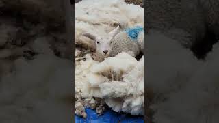 baby lambs shearing sheep sheepsheep sheephusbandry lamb sheepfarming farmlife animal [upl. by Pass566]