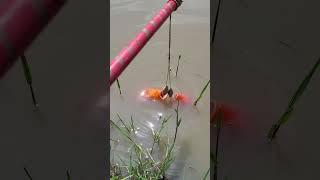 Best amazing fish catching shorts fishvideo bigfish fishing [upl. by Alina]