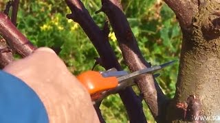 Pruning  Plum Trees [upl. by Eleets542]