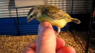 Baby green singer handreared Serinus Mozambicus [upl. by Atilahs413]