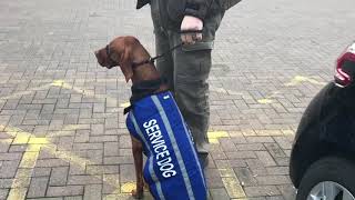 Bessler the Hungarian Vizsla dog first visit hospital  CRPS FND PTSD  Warrior Princess [upl. by Anitsenre]