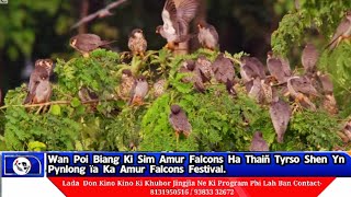 Wan Poi Biang Ki Sim Amur Falcons Ha Thaiñ Tyrso Shen Yn Pynlong ïa Ka Amur Falcons Festival [upl. by Wootan]