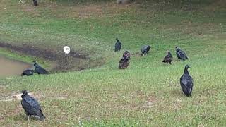 Juvenile Wood Stork Saunters Past Black Vultures amp Turkey Vultures Fish Kill Pond Oviedo Boulevard [upl. by Aitak]