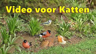 Video voor Katten  Videos voor katten om te bekijken tuin vogels [upl. by Brendin]