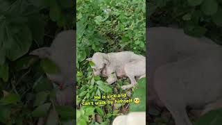 😢 Sad Homeless Dog 🐕 peacefulcute doglover dog cuteanimal sad help pets [upl. by Ramonda]