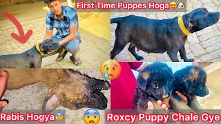 First Time Chota Packet K Puppes Hoga😍Soon  Roxcy K Puppy Chale Gye🐶Puppy Ko Rabis Hogya😰 [upl. by Anikahs]