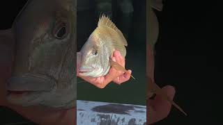 Dock Scup Fishing In Rhode Island fishing fish rhodeisland [upl. by Ttocs]