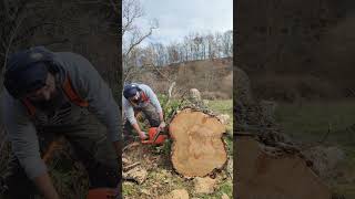 572xp on fire 🔥 husqvarna logging chainsaw lumberjack logginglife loggerslife asmr bushcraft [upl. by Ayota]