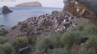 TawakiCam  Erectcrested penguins in Anchorage Bay Antipodes Island [upl. by Adnicaj]