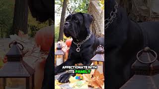 Cane Corso The Ultimate Family Protector in 26 Seconds 🛡️🐕 [upl. by Keppel224]