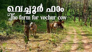 The farm for Vechur cow  വെച്ചൂര്‍ ഫാം [upl. by Pembroke]