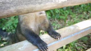 Iguazu Falls coati attack [upl. by Royo]