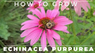 Complete Guide to Purple Coneflower  Echinacea purpurea [upl. by Ushijima]