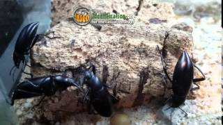 Desert Stink Beetles a type of Darkling Beetle [upl. by Pollyanna6]