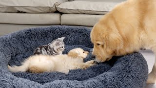 Kitten and Puppy Steal Golden Retrievers BedDog and Cat Funny Reactions [upl. by Samau]