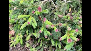 WALDO amp BRUNO present CONIFERS IN BLOOM  with clematis amp columbines [upl. by Heisel]