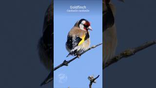 American Goldfinch Singing Loudly In Tree  Bird Calls Songs and Sounds  shorts [upl. by Jandy]