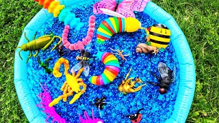 Learn Bugs Insects Names for Babies Kids  Finding Bug Toys in Orbeez Waterbeads Bee Scorpion Slug [upl. by Gnihc]