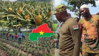 CHANMP DANANAS 🍍 🍍 ua Burkina Faso 🇧🇫🇧🇫Félicitation aux agriculteurs burkinabè [upl. by Emiaj36]